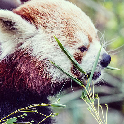 You are what you eat